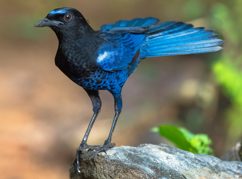 <strong>Malabar whistling Thrush <em>(Myophonus horsfieldii)</em></strong> <br> A forest bird of the family Muscicapidae, endemic to India. Resident in the Western Ghats and associated hills of peninsular India including central India and parts of the Eastern Ghats.