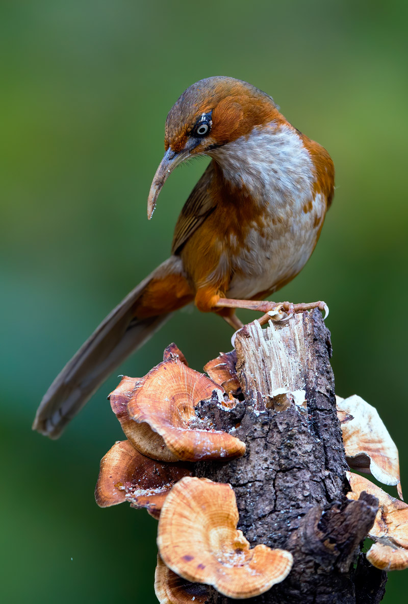 <strong>Rrusty-cheeked Sscimitar babbler <em>(Erythrogenys erythrogenys)</em></strong> <br>
A species of Himalayan foothills in the family Timaliidae, native to South-East Asia. Found in the subtropical or tropical moist lowland forest.
