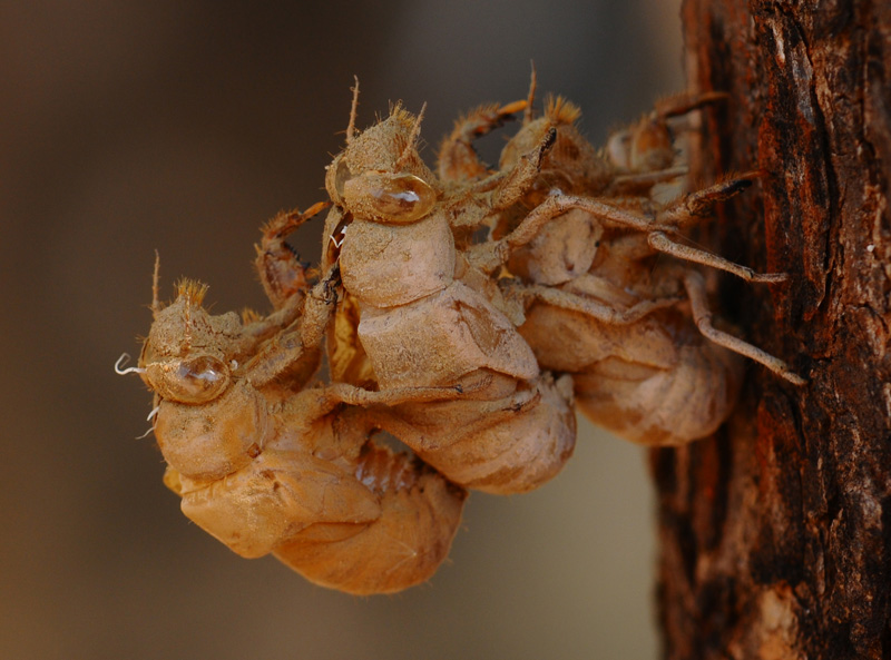 <strong>Exuviae of Cicada <em>(bug)</em></strong> <br>
During the developmental stage Cicada undergoes from pupation. After the final stage it comes out from the pupal chamber. In this image three cicada pupal case is made on top of another.