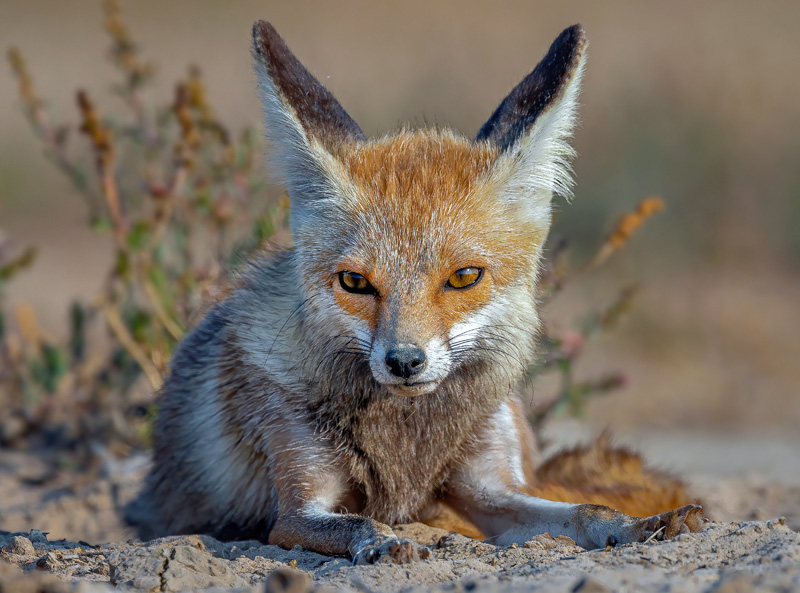 <strong>Desert fox/ white-footed fox <em>(Vulpes vulpes pusilla)</em></strong> <br>
A species of north-western Indian subcontinent. It is mostly found on sand-hills or in the broad sandy beds of semi-dry rivers. Usually feed on small rodents and small vertebrates.