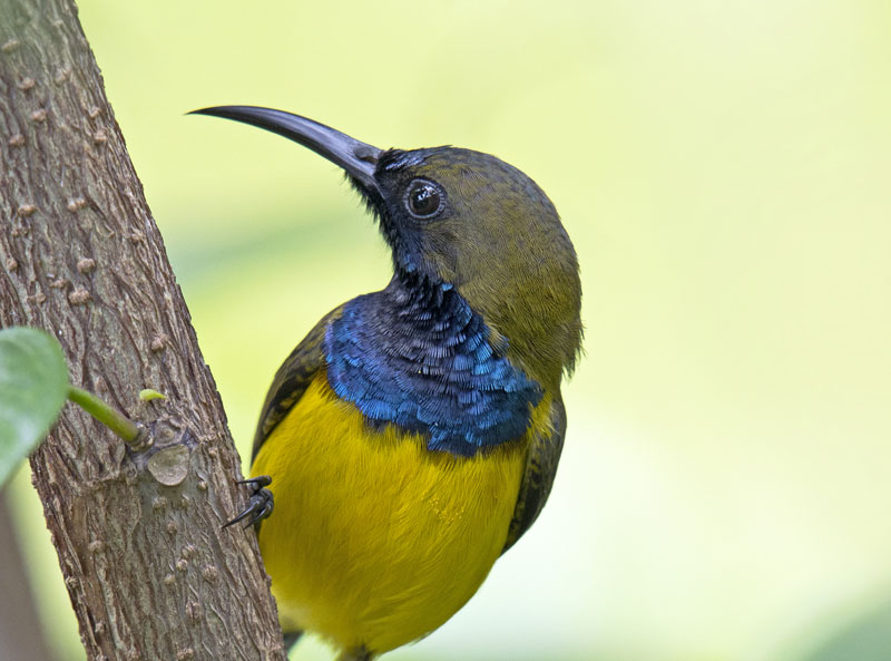 <strong>Olive-backed Sunbird <em>(Cinnyris jugularis)</em></strong> <br>
A species of sunbird family Nectariniidae found from Southern Asia to Australia. Originally a mangrove species but adapted well to humans habitation. Found in the Andaman Nicobar Island of India.