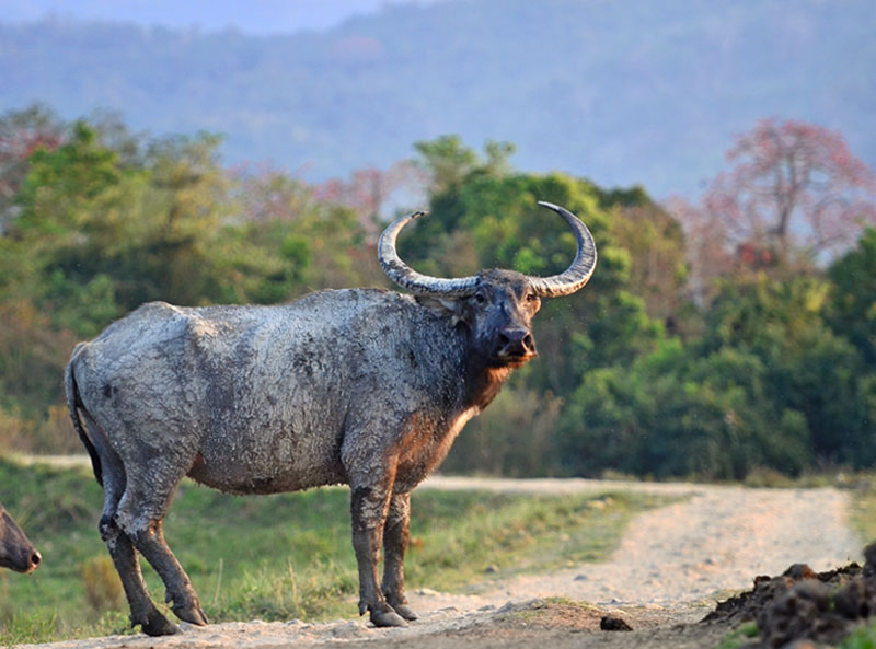 <strong>Water Buffalo <em>(Bubalus bubalis)</em></strong> <br>
A large bovid originating in the Indian subcontinent, Southeast Asia and found in Europe, Australia, North America, South America and some African countries. Indian race is different from other also known as swamp buffalo.