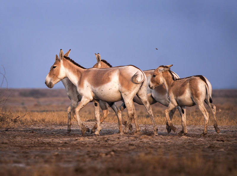 <strong>Indian wild Ass <em>(Equus hemionus khur)</em></strong> <br>
Found in the Little rann of Kutch of Gujrat state. They live in small groups or in heards. This sub species is found only in India.