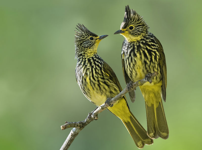 <strong>Striated Bulbul <em>(Alcurus striatus)</em></strong> <br>
A species of songbird in the bulbul family, Pycnonotidae. Found from the eastern Himalayas to south east asia. Its natural habitat is subtropical or tropical moist montane forests.