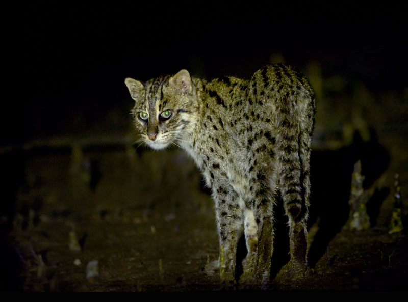 <strong>Fishing Cat <em>(Prionailurus viverrinus)</em></strong>  <br>
A medium-sized wild cat of South and Southeast Asia. They live foremost in the vicinity of wetlands, along rivers, streams, oxbow lakes, in swamps, and mangroves.