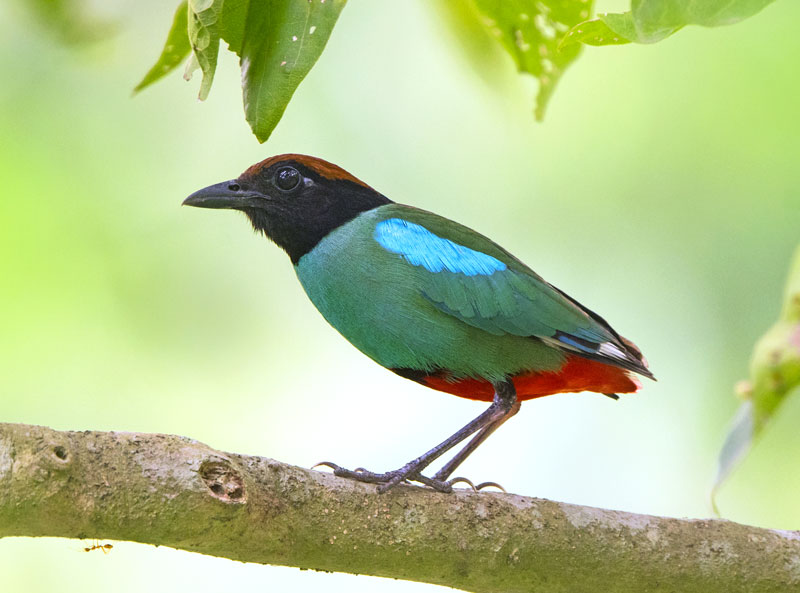<strong>Hooded Pitta <em>(Pitta sordida)</em></strong> <br>
A passerine bird in the family Pittidae. Common in eastern and south-eastern Asia. Found in the forest habitat. It forages on the ground for insects and their larvae, and also fruits.