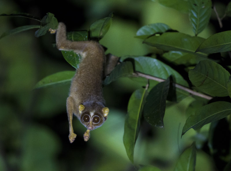 <strong>Slender Loris <em>(Loris tardigradus)</em></strong> <br>
A small, nocturnal primate found in the tropical scrub and deciduous forests, dense plantations of Southern India and Sri Lanka. Weight around 275 grams, feed on insects but also eat bird eggs, berries, leaves, buds and occasionally geckos and lizards.