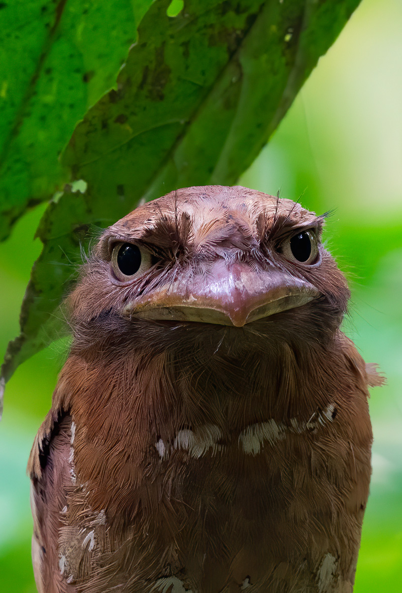 <strong>Ceylon Frogmouth <em>(Batrachostomus moniliger)</em></strong> <br>
A small frogmouth of the family Podargidae found in the Western Ghats of south India and Sri Lanka. They are related to the nightjars, nocturnal and found in deep forest habitats.