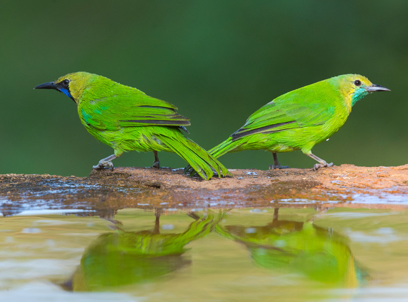 <strong>Jerdon's leaf-bird <em>(Chloropsis jerdoni)</em></strong> <br>
A species of leaf-bird family Chloropseidae found in forest and woodland in India and Sri Lanka. They feed on insects, fruit and nectar.