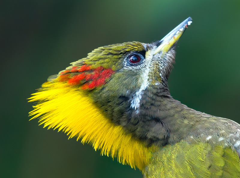 <strong>Lesser Yellownape <em>(Picus chlorolophus)</em></strong> <br>
A forest woodpecker of the family Picidae which is a widespread resident in tropical and sub-tropical Asia. Widely distributed in India except few western parts.