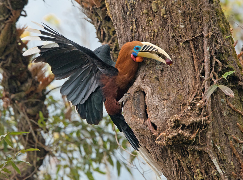 <strong>Rufous-necked Hornbill <em>(Aceros nipalensis)</em></strong> <br>
A species of hornbill especially from north-eastern India, Indian Subcontinent and Southeast Asia. They are monogamous in nature, inhabits the high altitudinal rain and broadleaf forests.