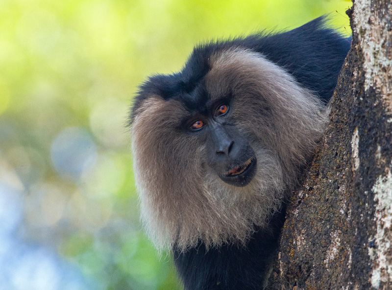 <strong>Lion-tailed Macaque <em>(Macaca silenus)</em></strong> <br>
An old World monkey endemic to the Western Ghats of South India. A rainforest species, arboreal stays in groups and territorial. Feeds on fruits, leaves, buds, insects and small vertebrates.
