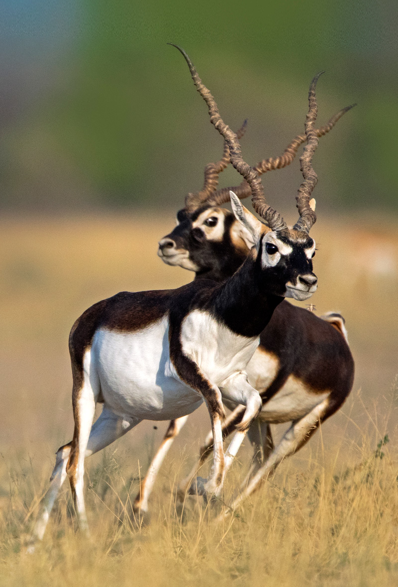 <strong>Blackbuck <em>(Antilope cervicapra)</em></strong> <br>
Also known as Indian antelope, a grassland species native to India and Nepal. In Hinduism it is a sacred animal, thus well protected by the locals.