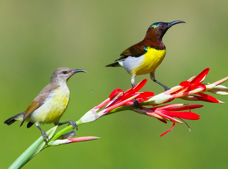 <strong>Purple-rumped Sunbird <em>(Leptocoma zeylonica)</em></strong> <br>
Resident bird of India, Sri Lanka and Bangladesh. Common in village and suburban. Feed mainly on nectar, during brooding take insects to feed young.
