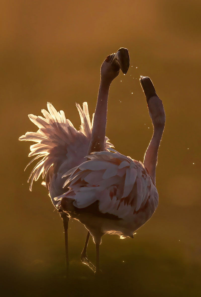 Lesser Flamingos (Phoeniconaias Minor)