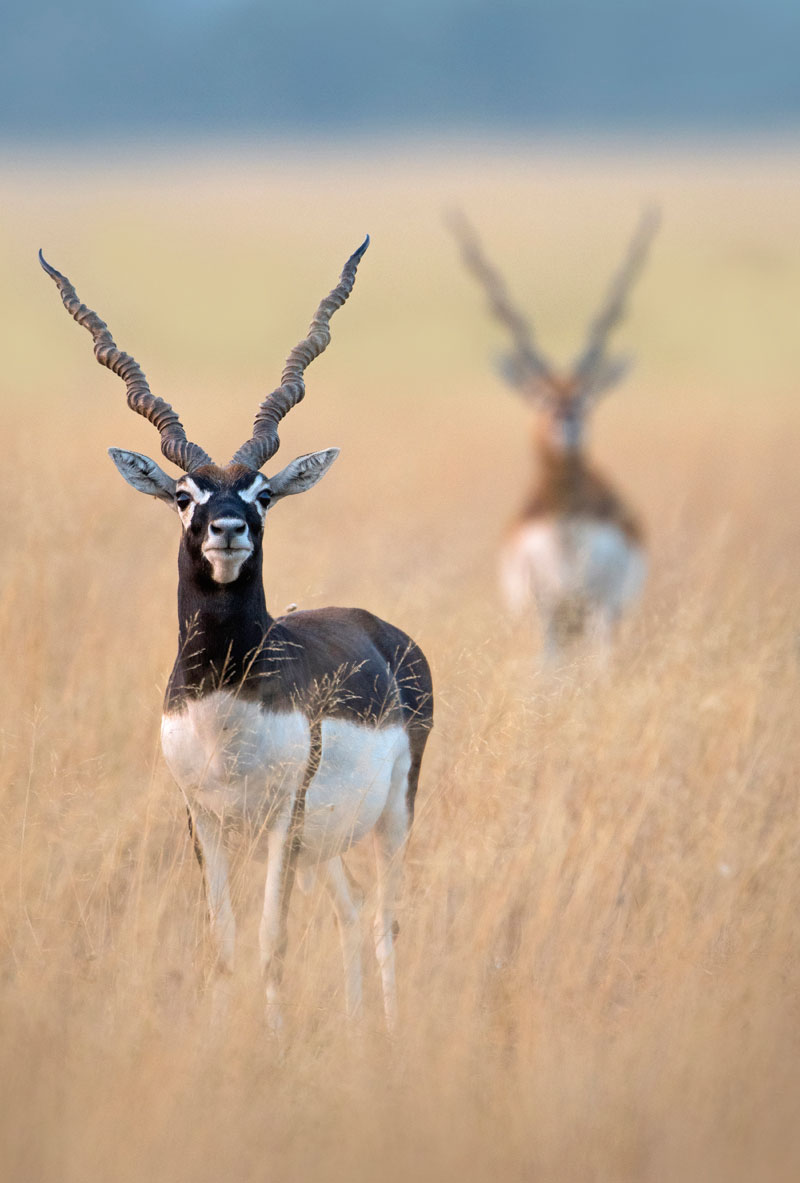 Blackbuck (Antilope Cervicapra)