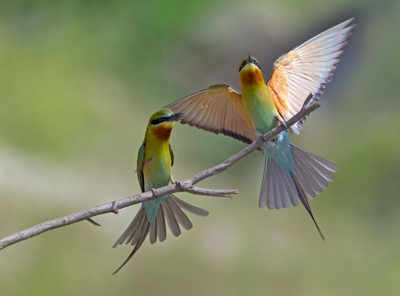Blue Tailed Bee Eater (Merops Philippinus)