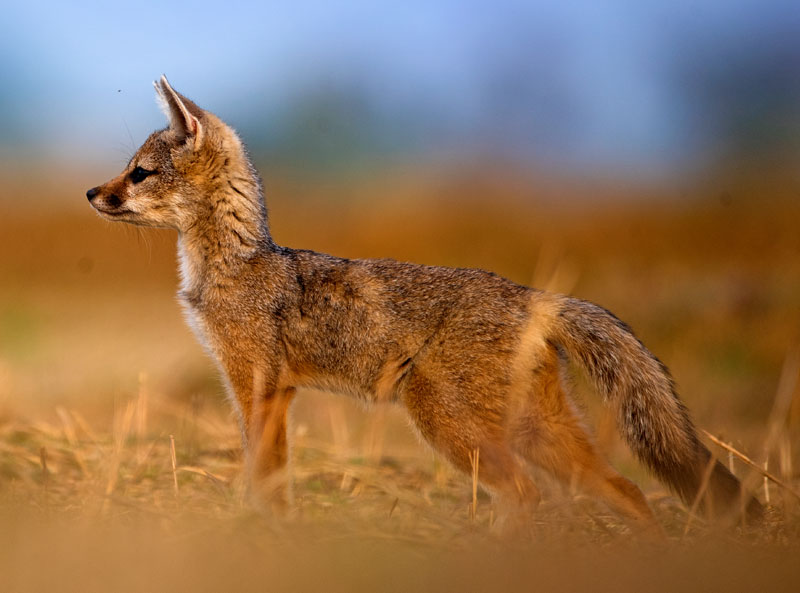 Bengal Fox (Vulpes Bengalensis)