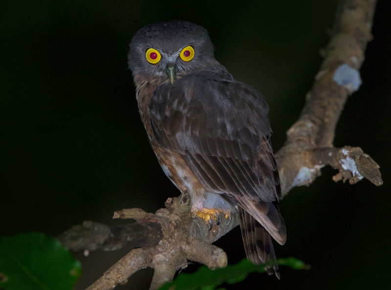 Andaman Hawk Owl (Ninox Affinis)