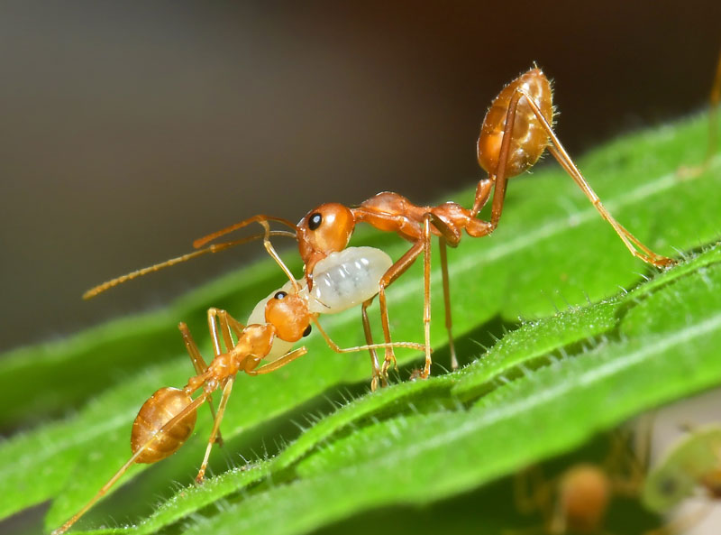 Green Tree Ant (Oecophylla Smaragdina)