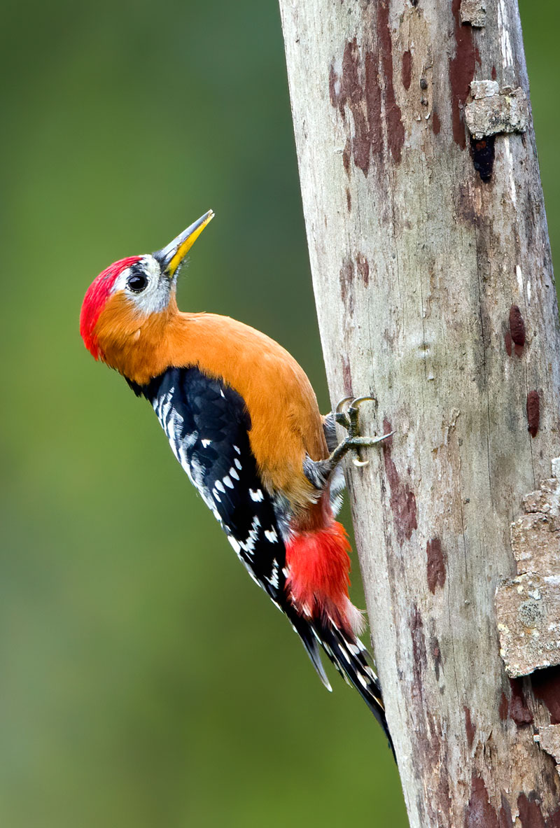 Rufous Bellied Woodpecker (Dendrocopos Hyperythrus)