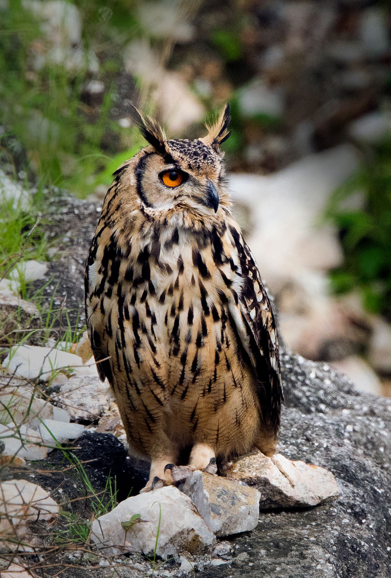 Indian Eagle Owl (Bubo Bengalensis)