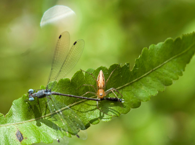 Spider and Damsel Fly
