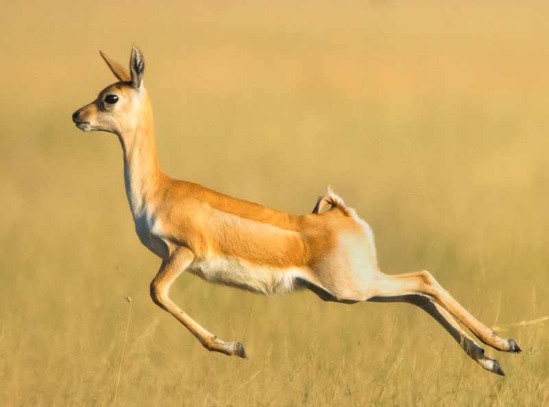 Blackbuck (Antilope Cervicapra)