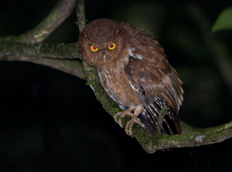 Andaman Scops Owl (Otus Balli)