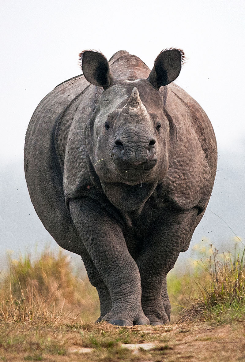 Indian Rhinoceros (Rhinoceros Unicornis)