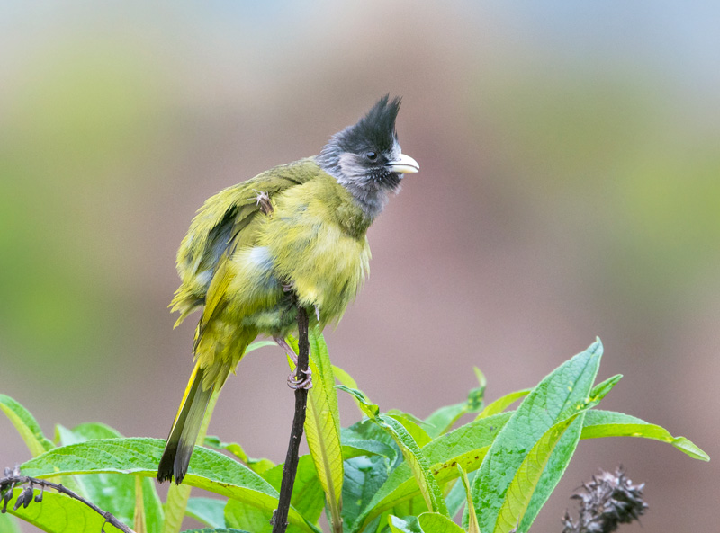 Crested Finchbill (Spizixos Canifrons)