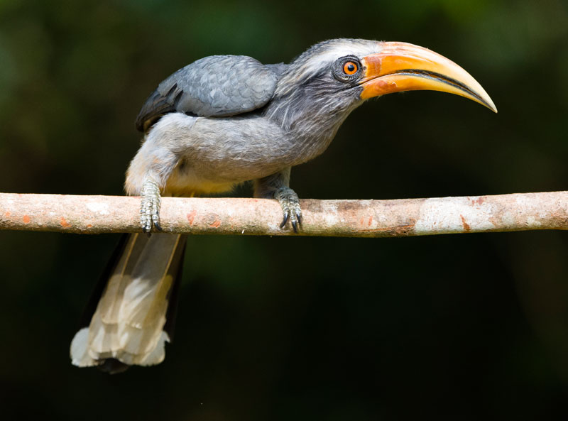 Malabar Grey Hornbill (Ocyceros Griseus)