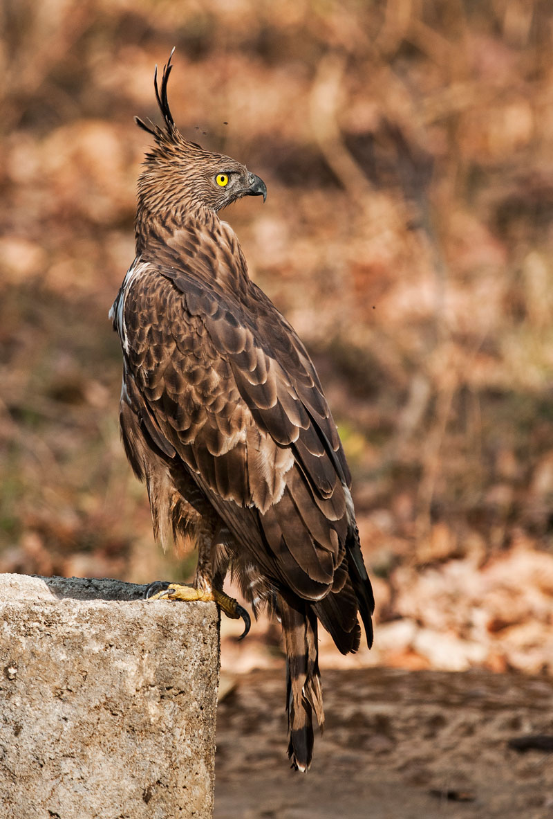Changeable Hawk Eagle (Nisaetus Cirrhatus)