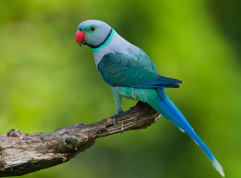 Blue Winged Parakeet (Psittacula Columboides)