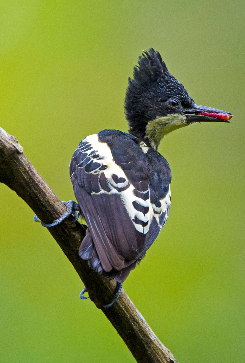 Heart Spotted Woodpecker (Hemicircus Canente)