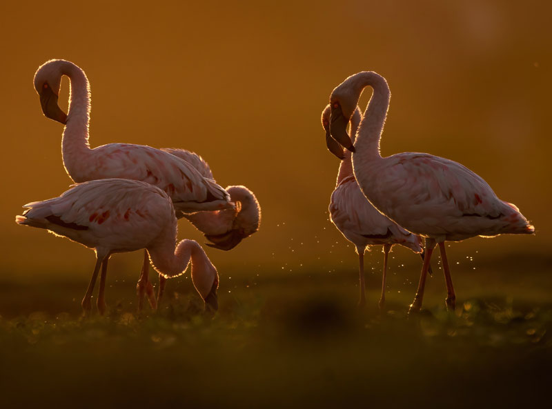 Lesser Flamingos (Phoeniconaias Minor)