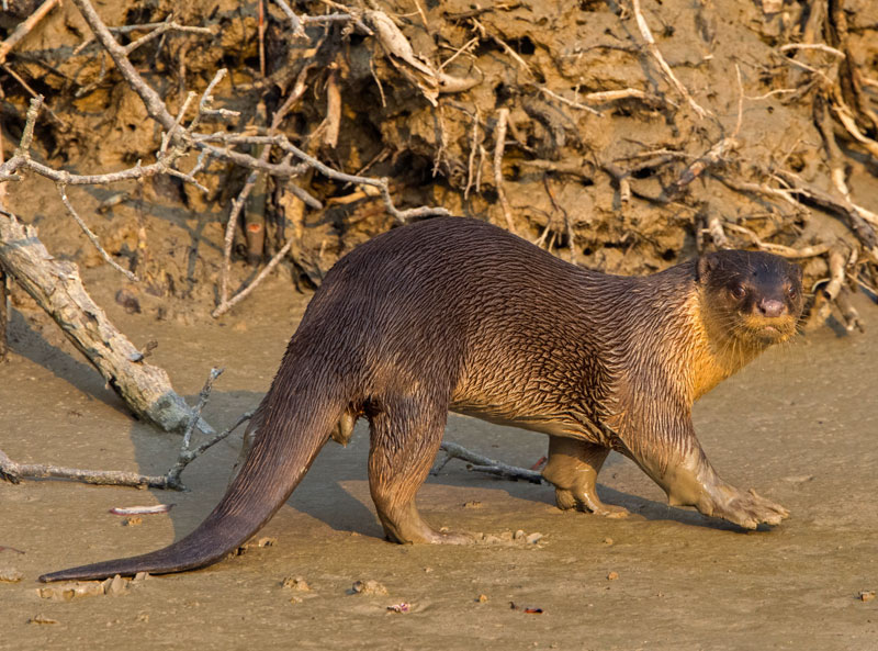 Smooth Coated Otter (Lutrogale Perspicillata)