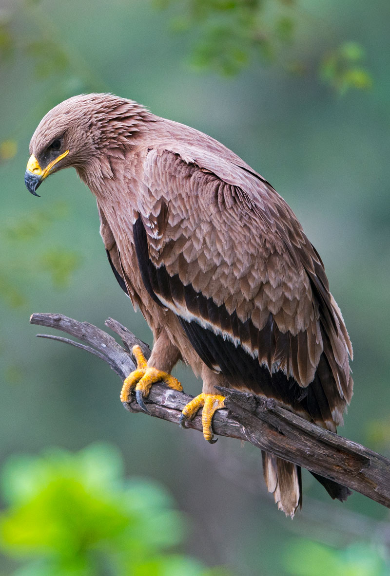 Steppe Eagle (Aquila Nipalensis)