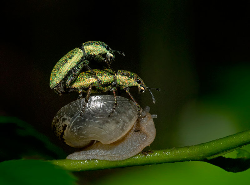 Beetle and Snail