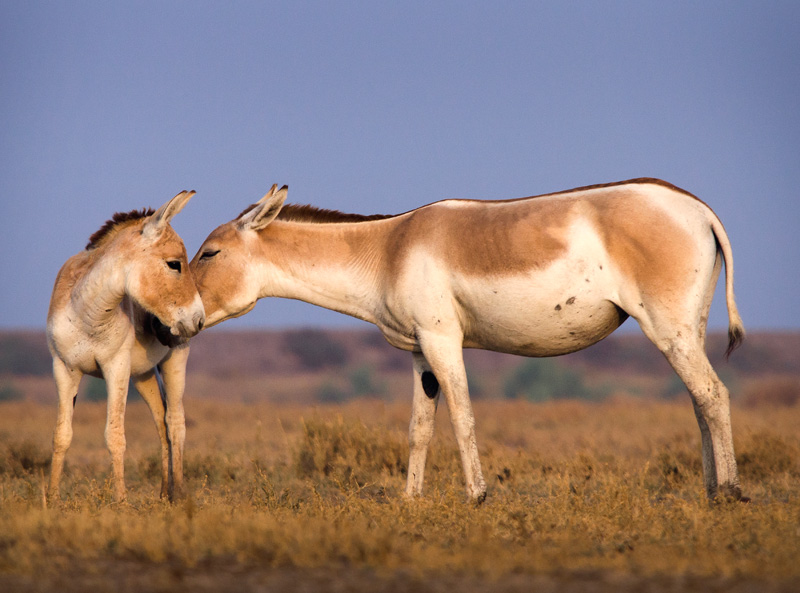 Indian wild Ass (Equus Hemionus Khur)
